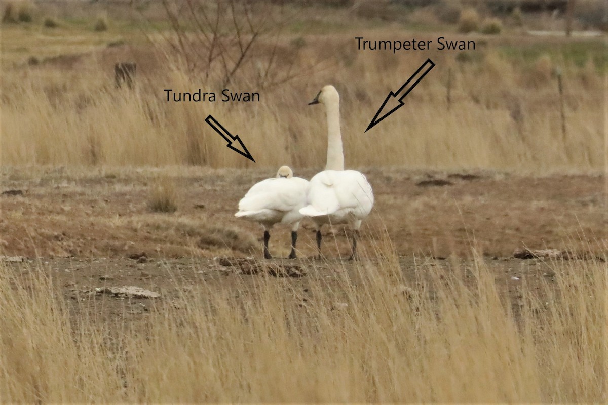 Cygne siffleur - ML425290461