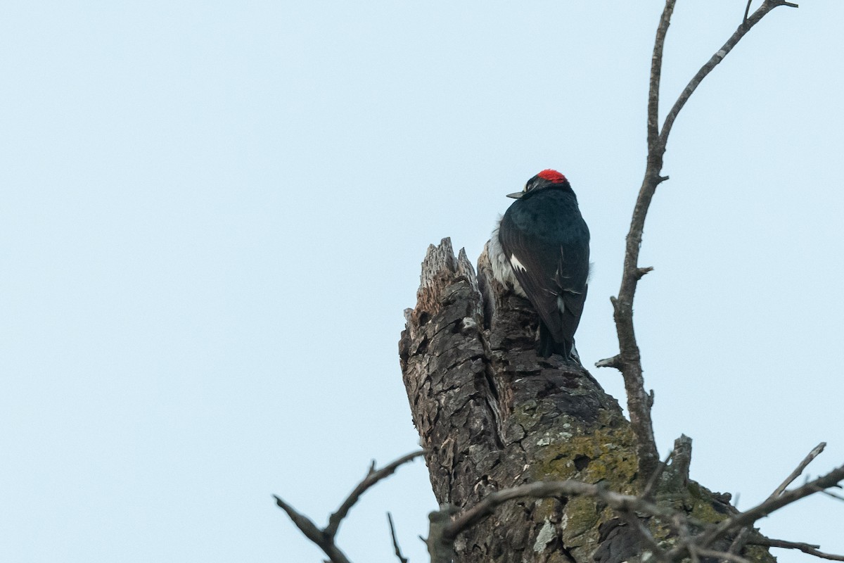 Acorn Woodpecker - ML425290531