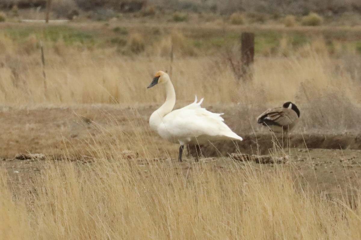 Tundra Swan - ML425290541