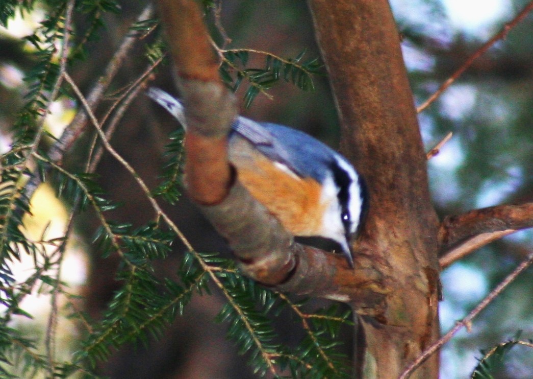 Red-breasted Nuthatch - ML425290661