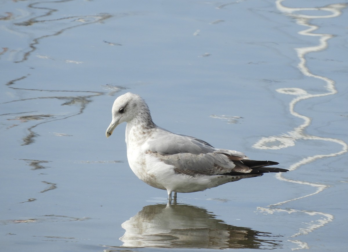 California Gull - ML425290801