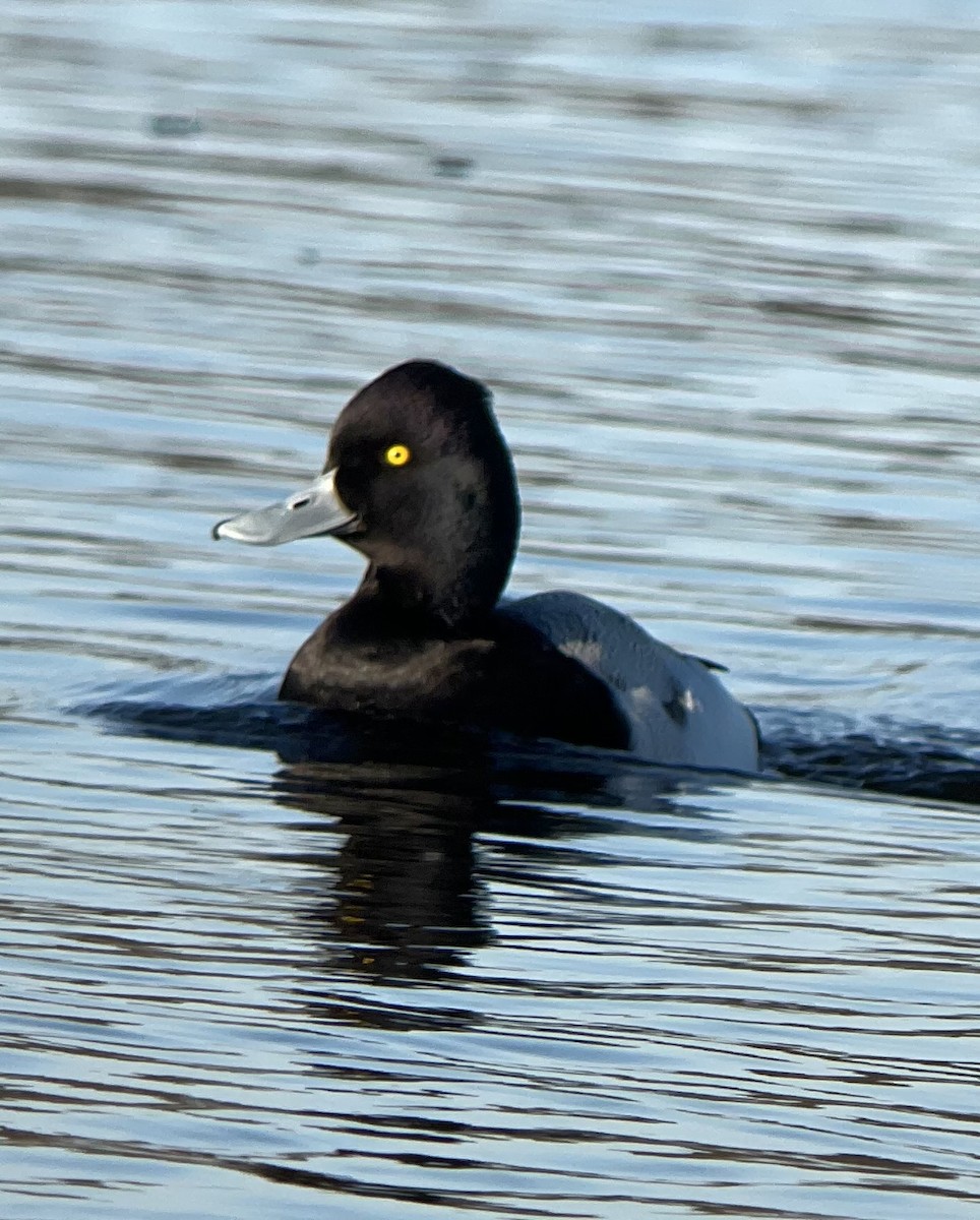 Lesser Scaup - ML425290971