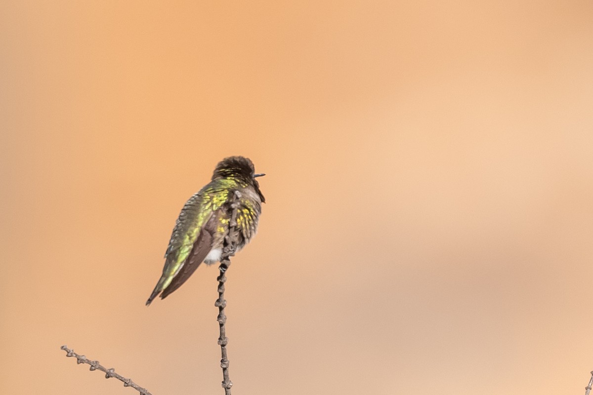 Anna's Hummingbird - ML425291411