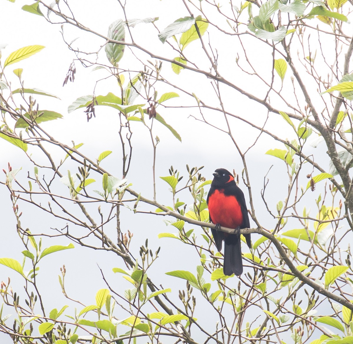 Scarlet-bellied Mountain Tanager - ML42529201