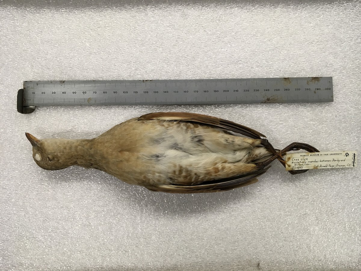 Corn Crake - ML42529211