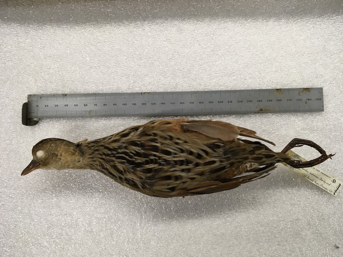 Corn Crake - ML42529221