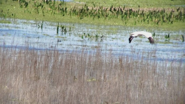 Whooping Crane - ML425292551