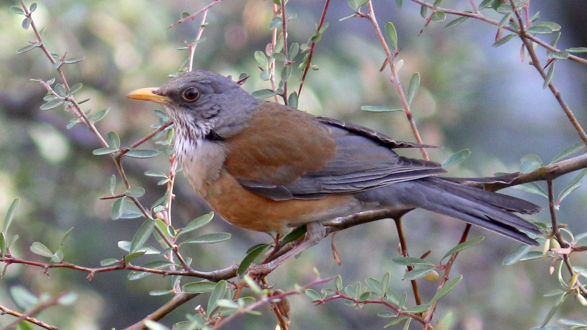 Rufous-backed Robin - ML425292561