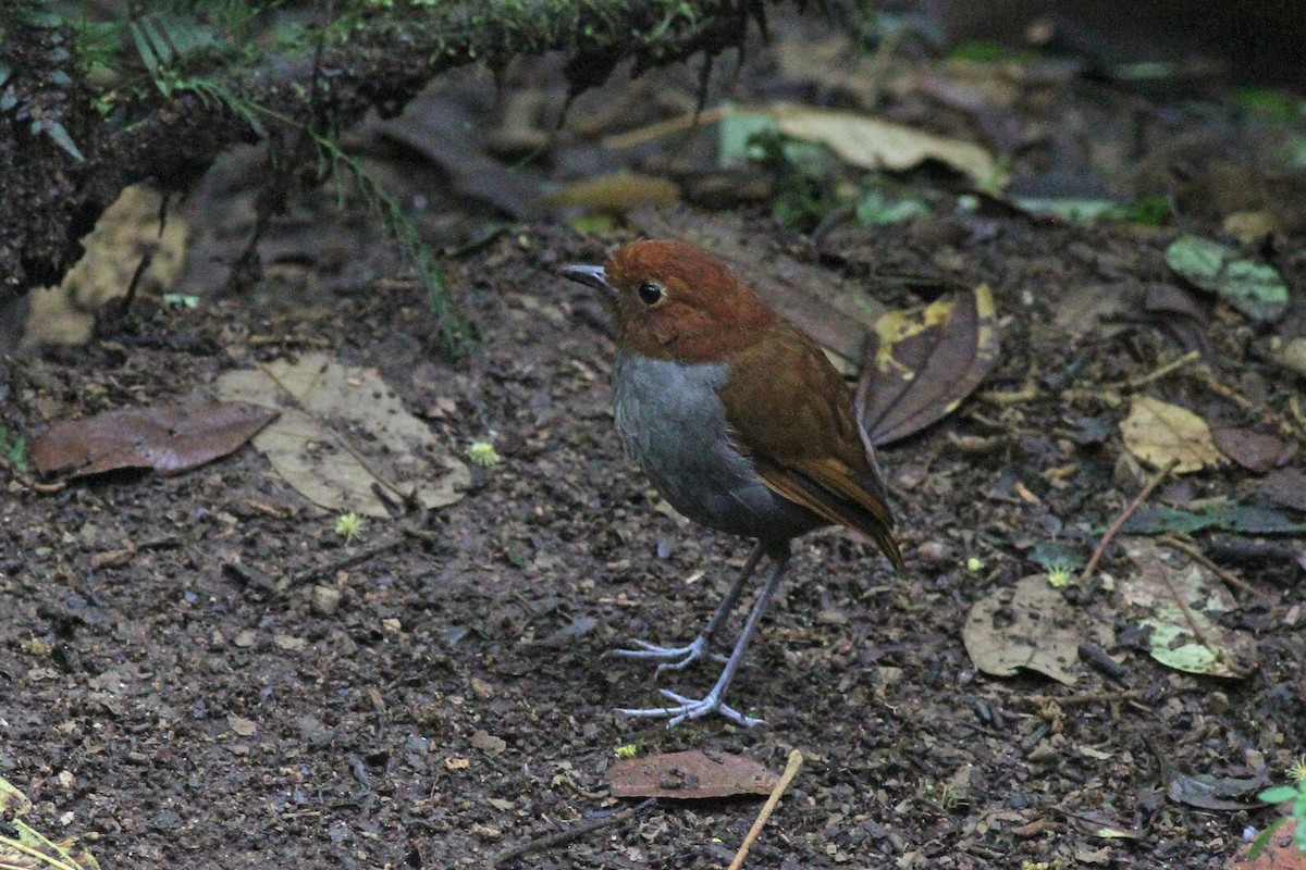 Bicolored Antpitta - ML42529281