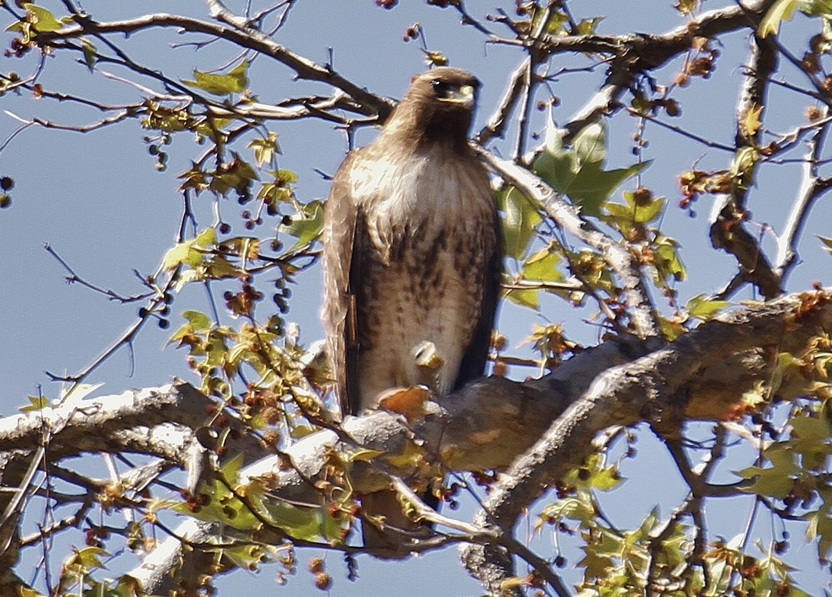 Red-tailed Hawk - ML425292881