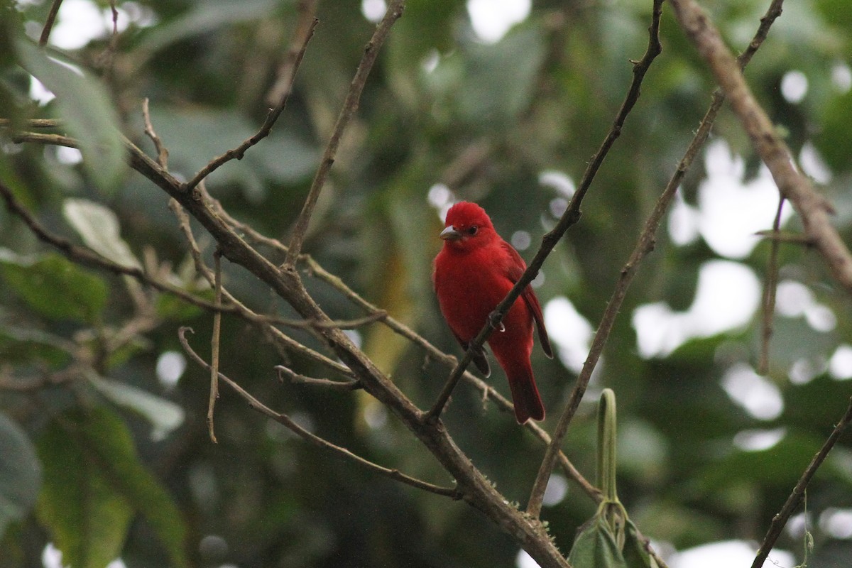 Summer Tanager - ML42529421