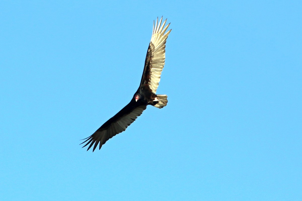 Turkey Vulture - ML425294741