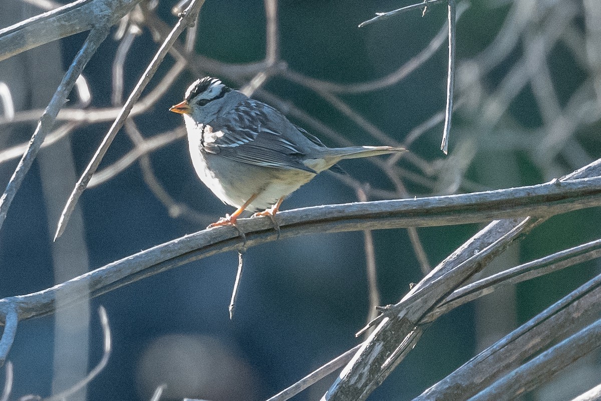 White-crowned Sparrow - ML425295041