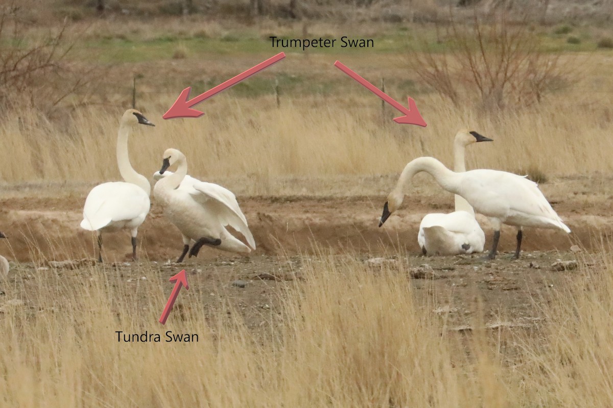 Tundra Swan - ML425295811