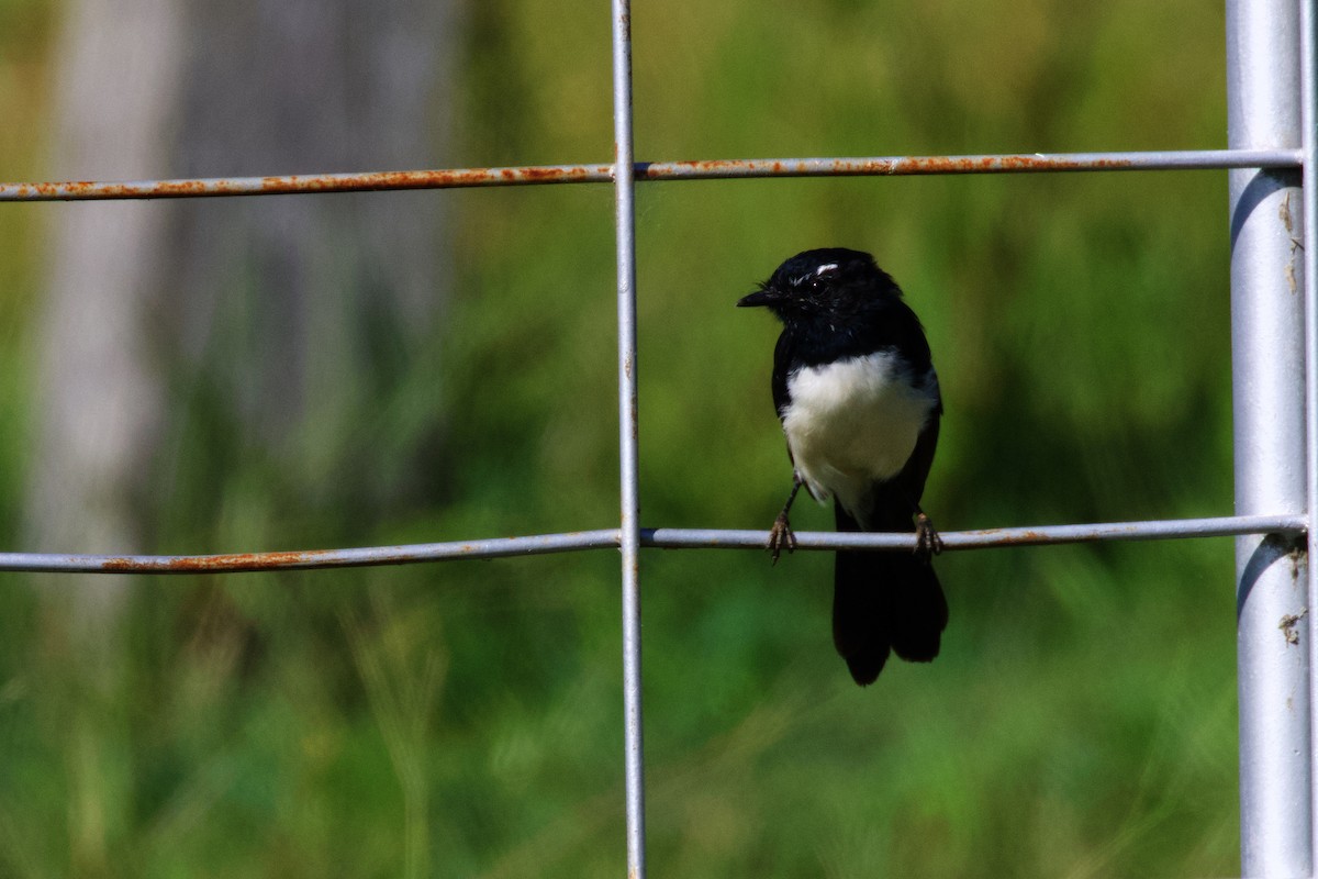 Willie-wagtail - ML425296411