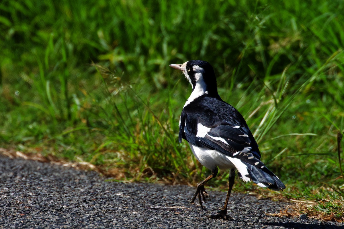 Magpie-lark - ML425296551