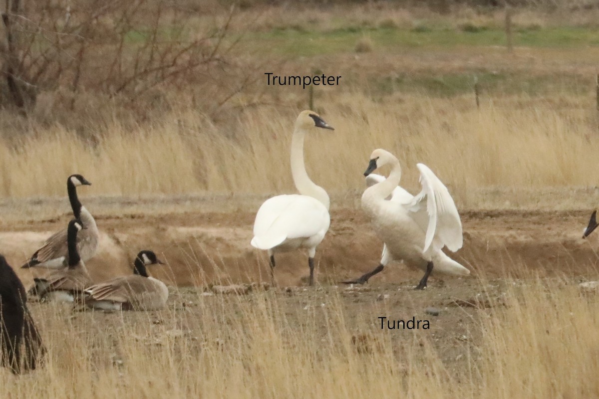 Tundra Swan - ML425297221