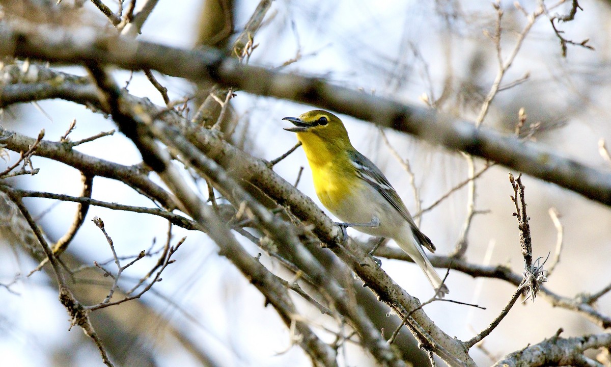 Vireo Gorjiamarillo - ML425297421