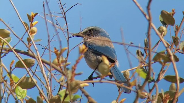 Florida Scrub-Jay - ML425298061