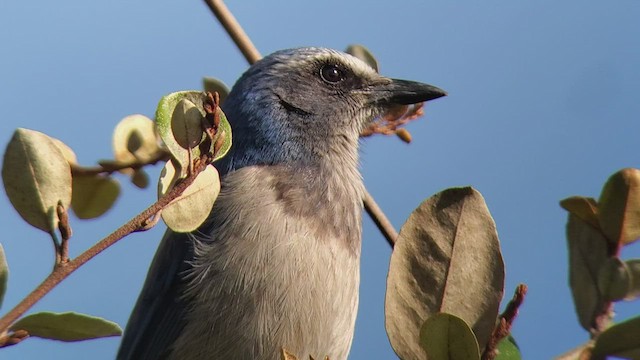 Florida Scrub-Jay - ML425298211