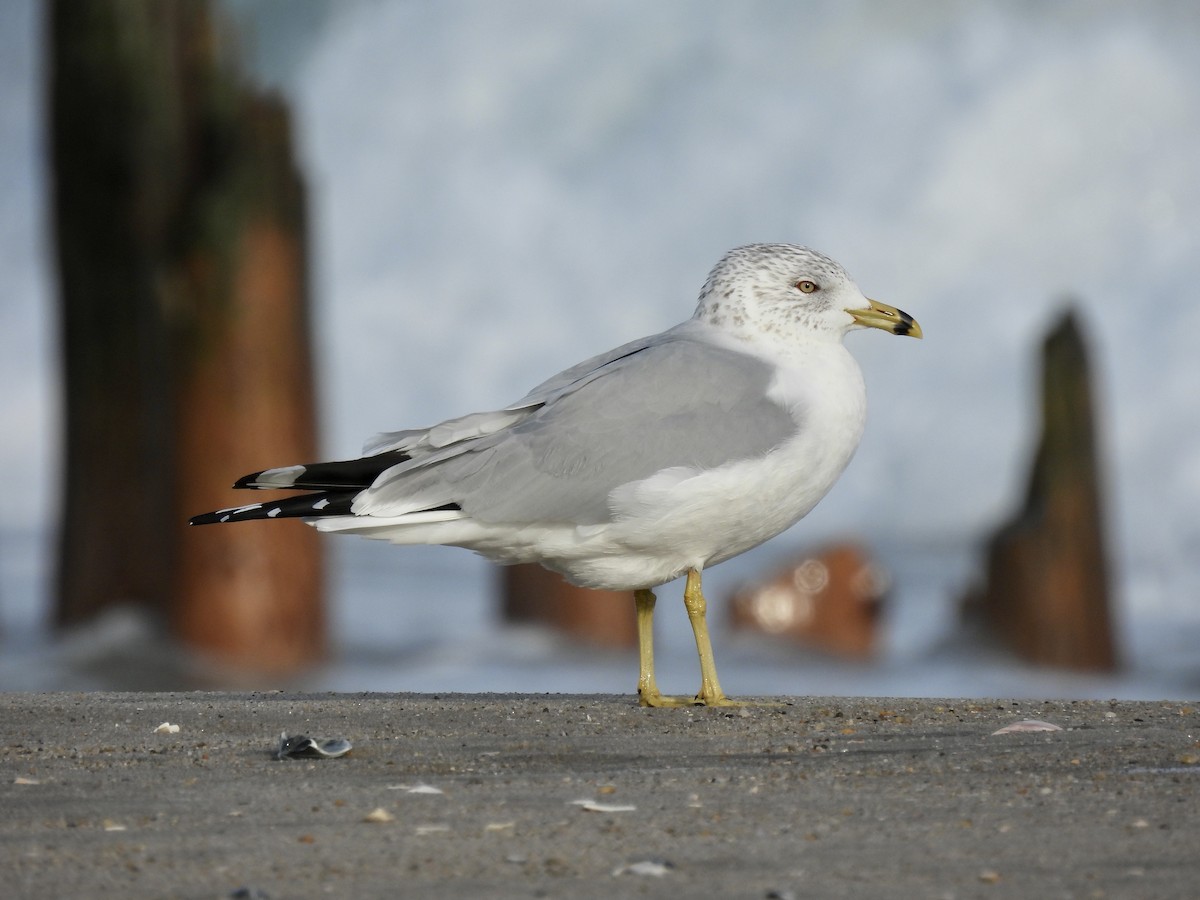 Ring-billed Gull - ML425298661