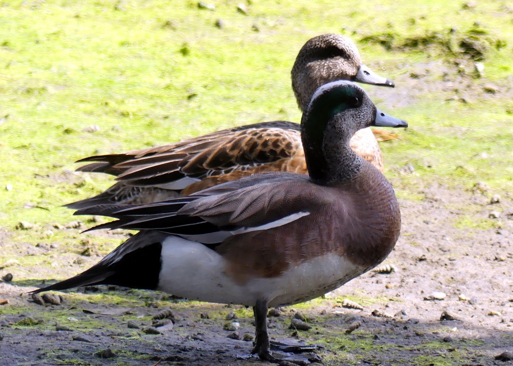 American Wigeon - ML425299861