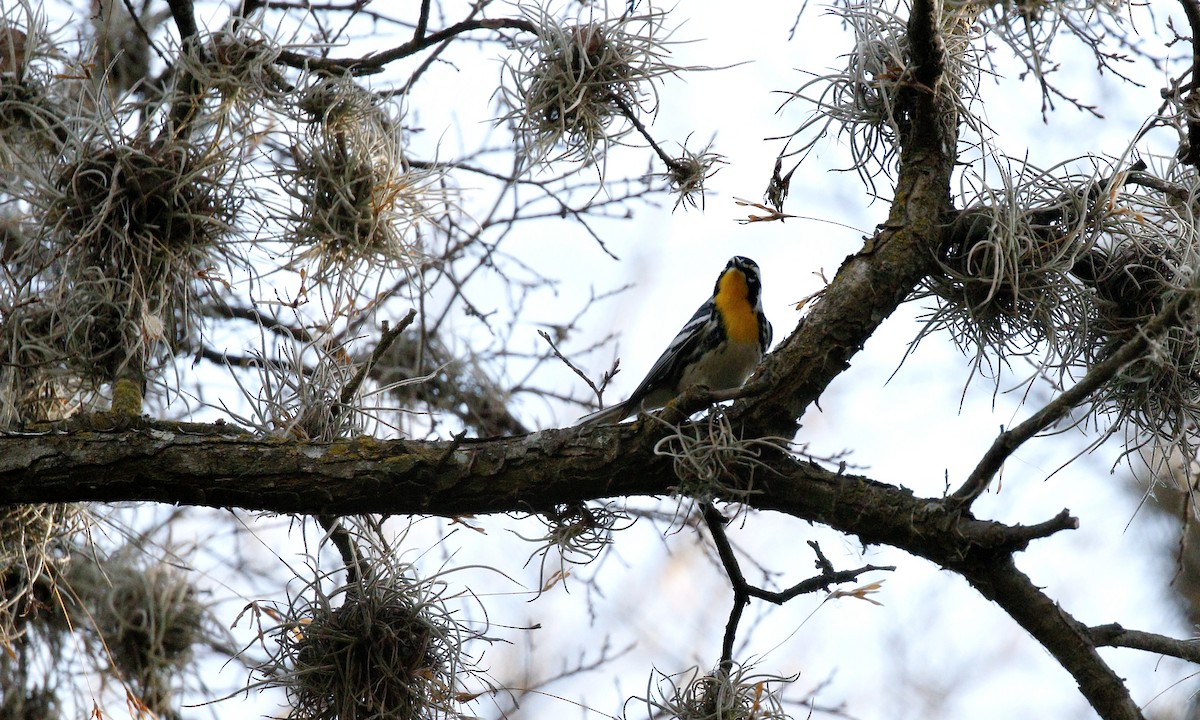 Yellow-throated Warbler - ML425300441