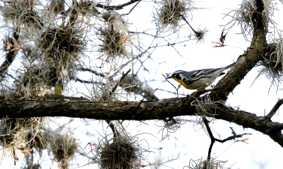 Yellow-throated Warbler - ML425300451