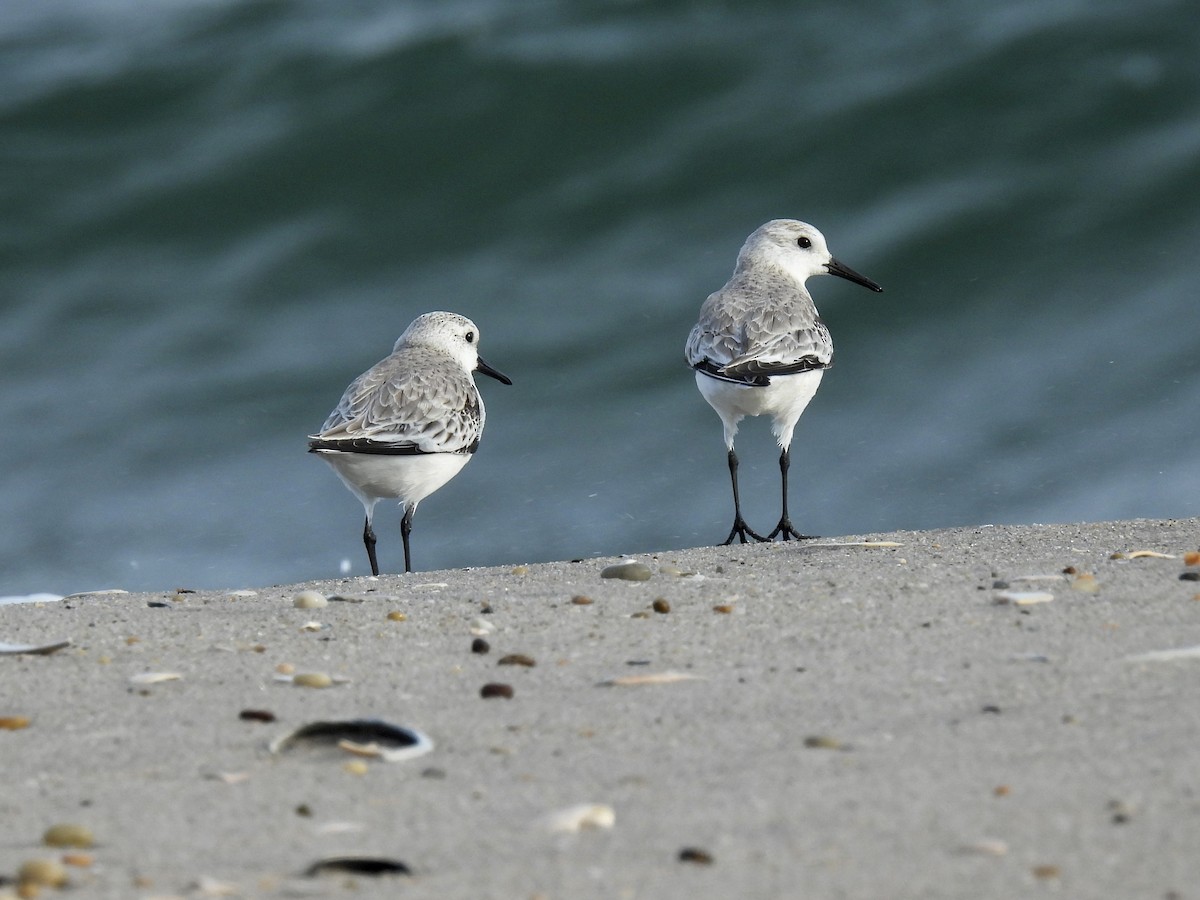 Bécasseau sanderling - ML425302001