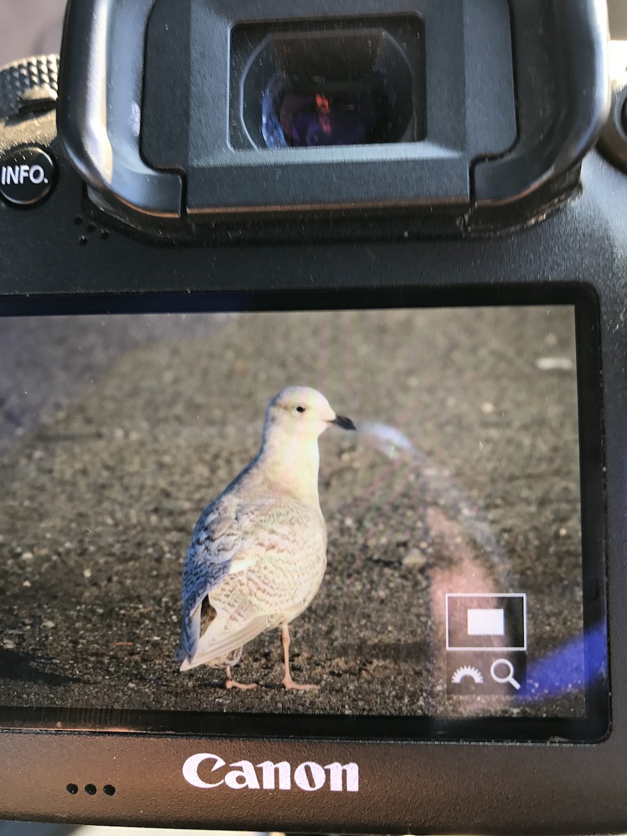 Gaviota Groenlandesa (kumlieni/glaucoides) - ML42530251