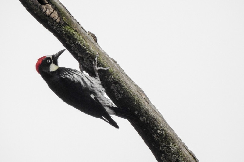 Acorn Woodpecker - ML425302681