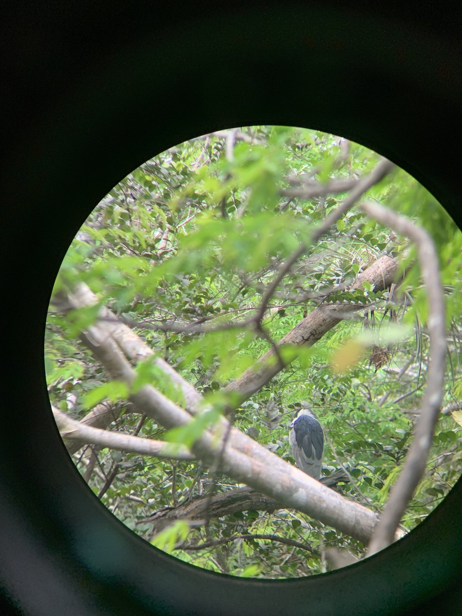 Black-crowned Night Heron - ML425303931