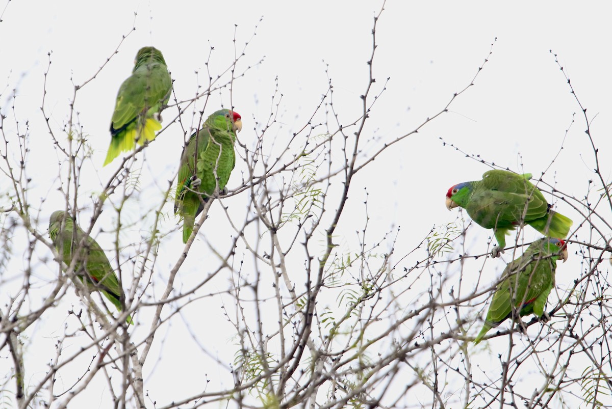 Red-crowned Parrot - ML425304451