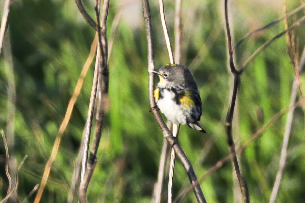 Yellow-rumped Warbler - ML425305341