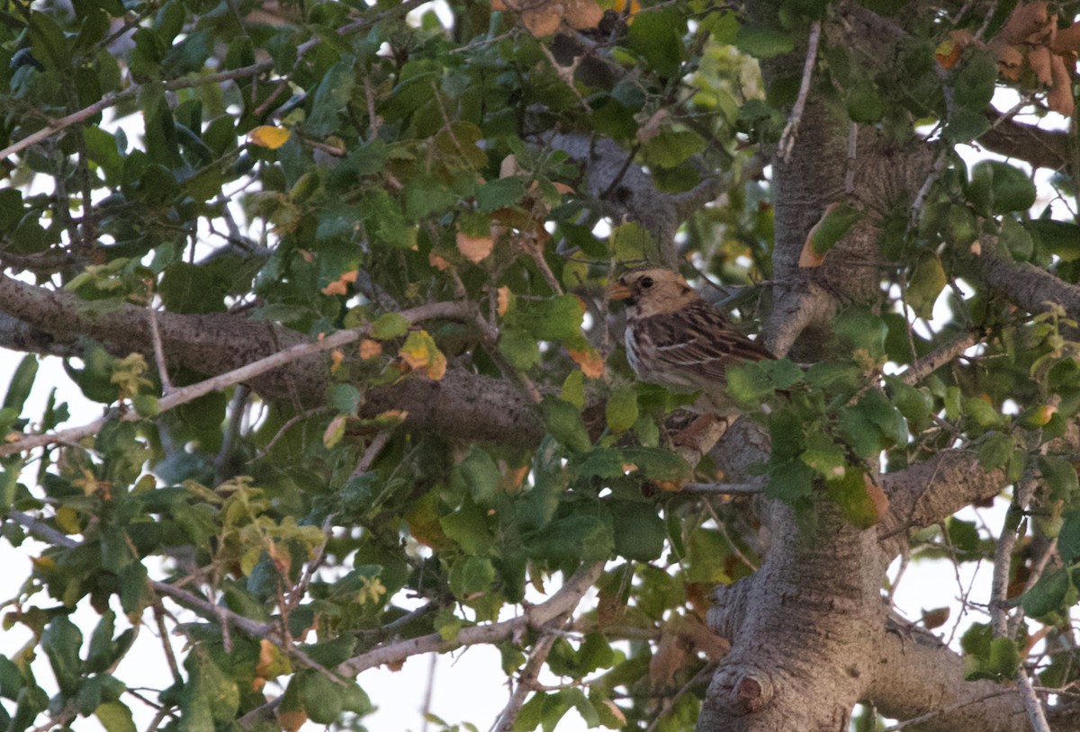 Harris's Sparrow - Will Sweet