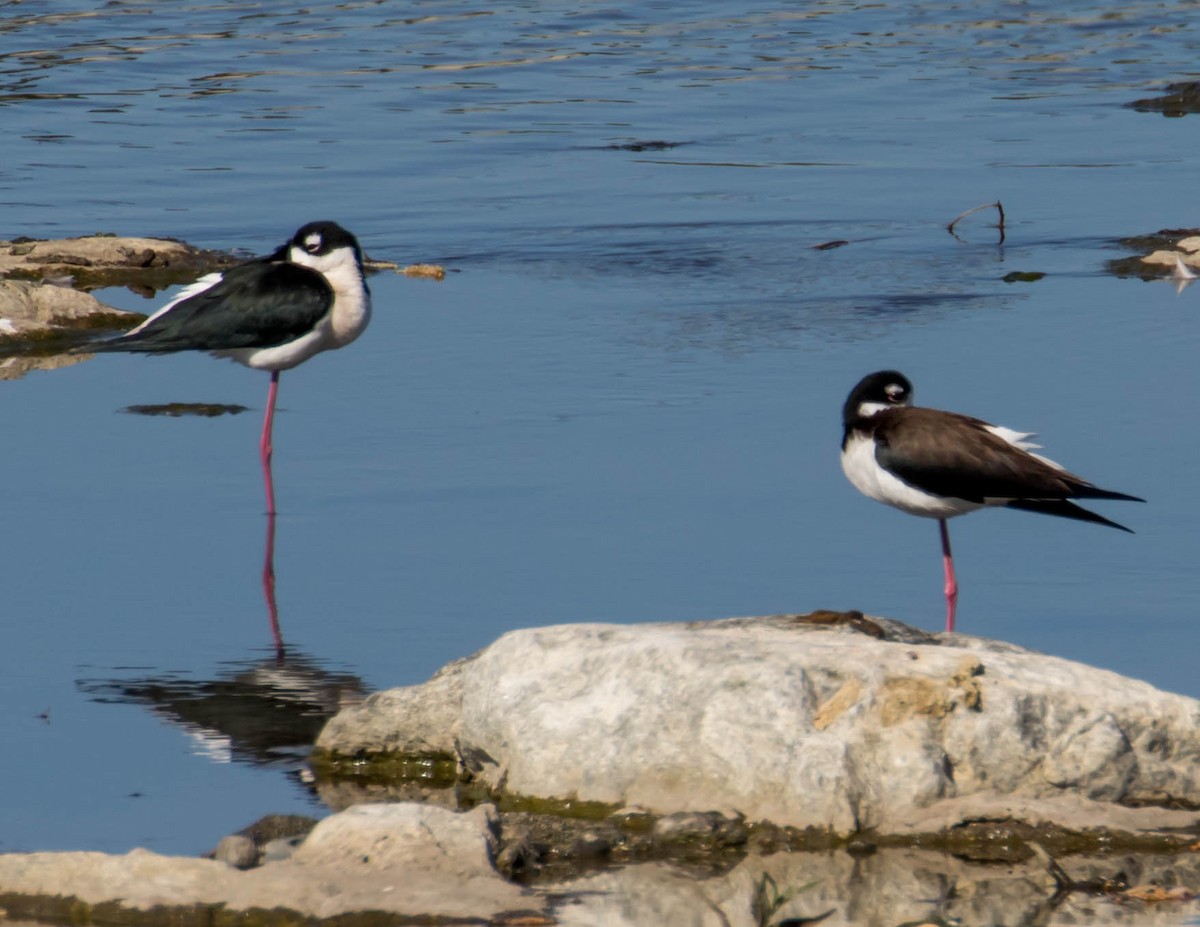 Black-necked Stilt - ML425308511