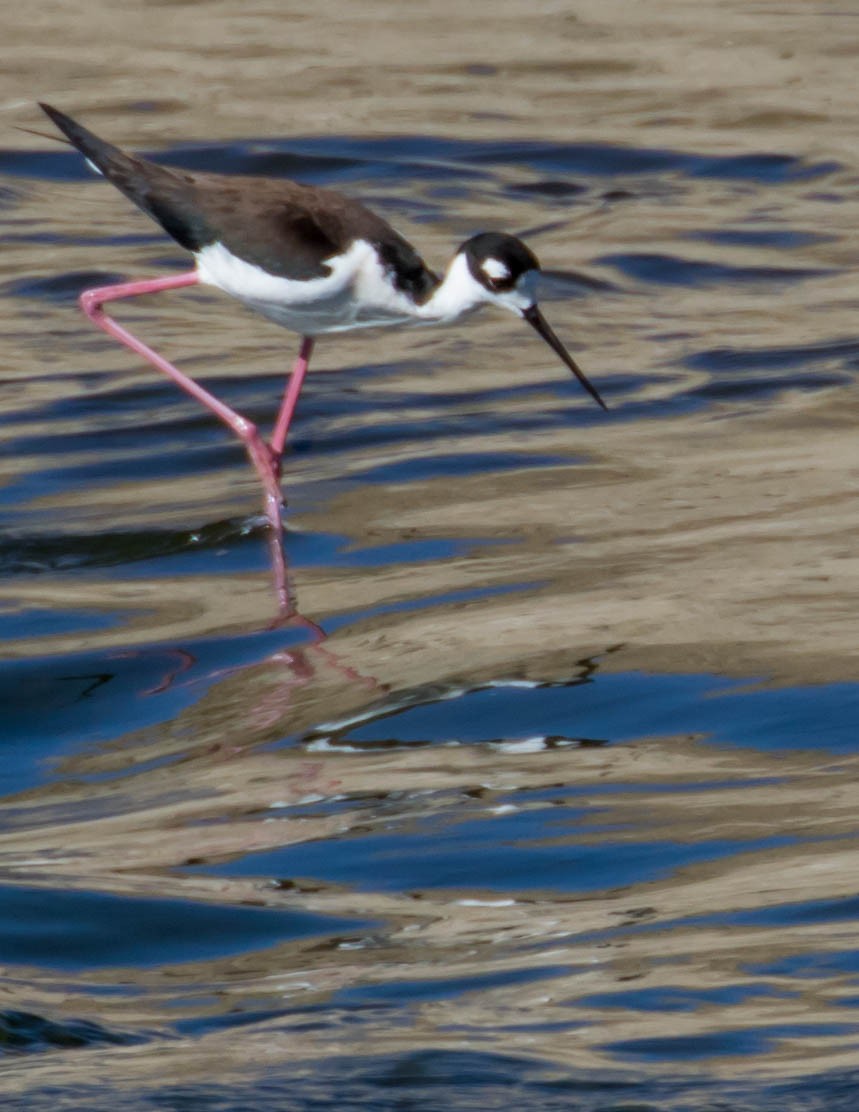 Black-necked Stilt - ML425308551