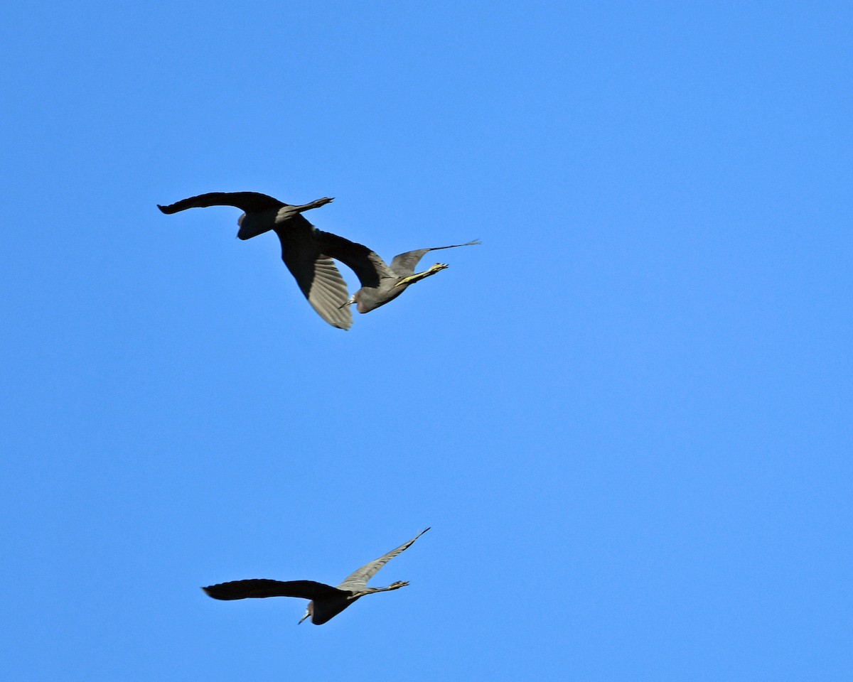 Little Blue Heron - ML425309091