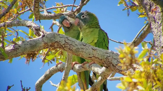 Aratinga Cabeciazul - ML425310121