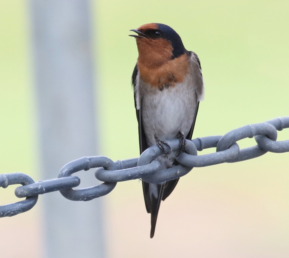 Welcome Swallow - ML425310911
