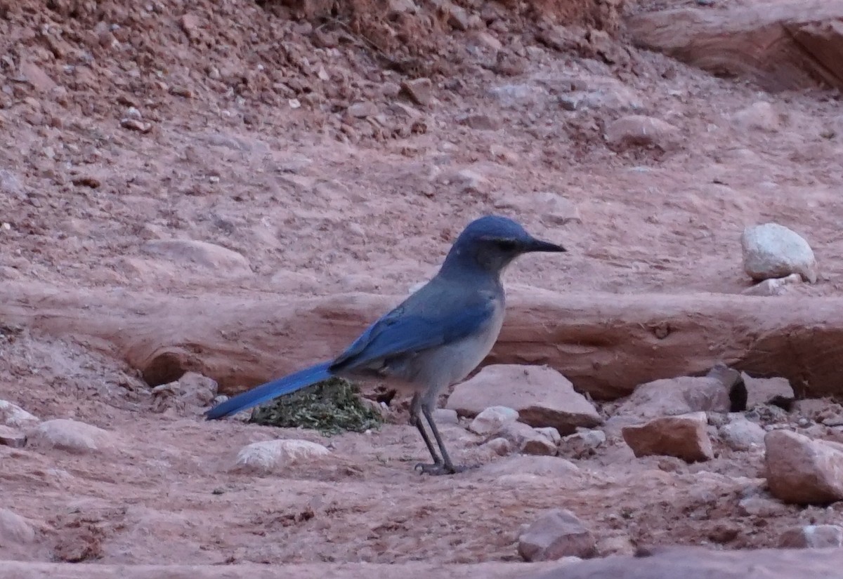 Woodhouse's Scrub-Jay - ML425314071