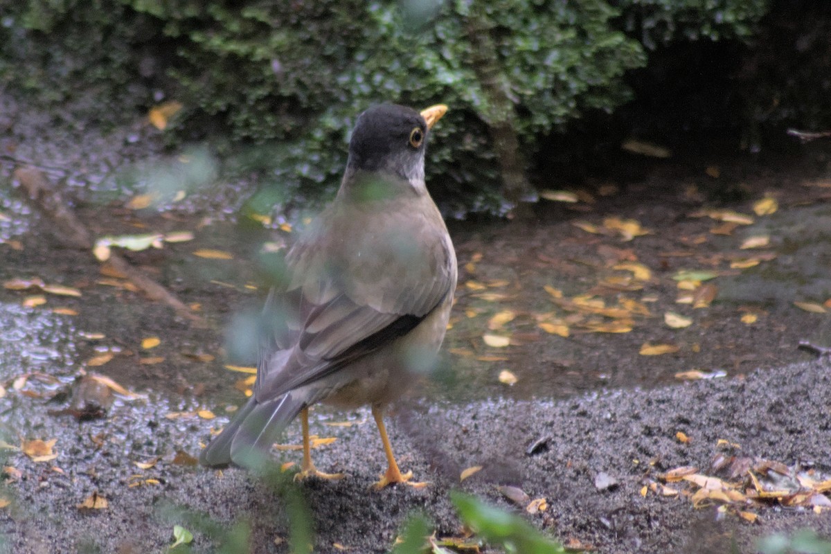 Austral Thrush - Mike Marin