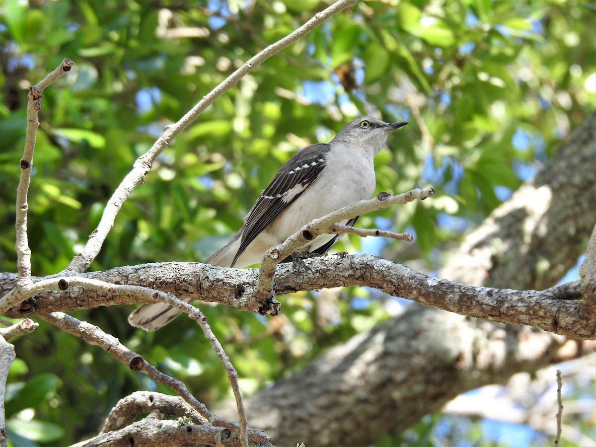 Northern Mockingbird - ML425314311