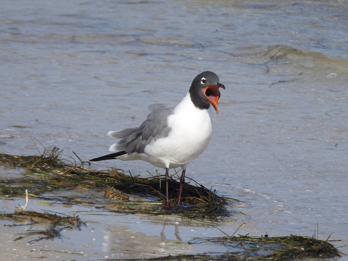 Gaviota Guanaguanare - ML425315801