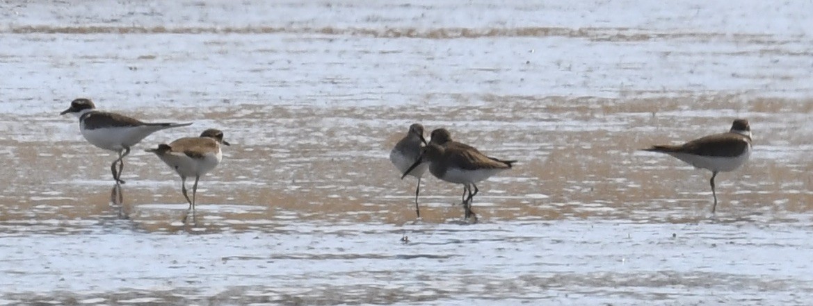 Dunlin - ML425318271