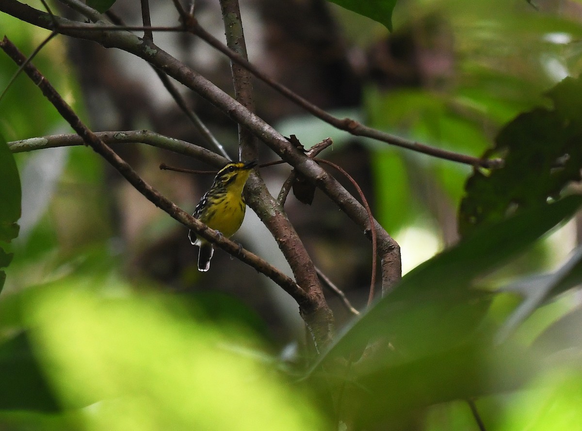 Yellow-browed Antbird - ML425318741