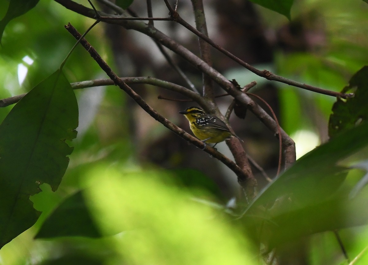 Yellow-browed Antbird - ML425318851