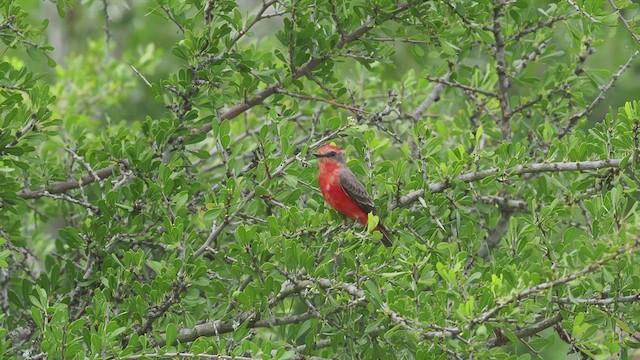 Vermilion Flycatcher - ML425319891