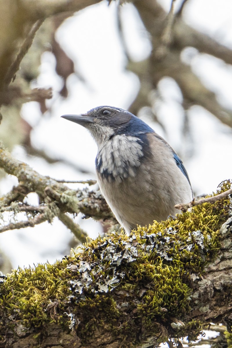 California Scrub-Jay - ML425320901