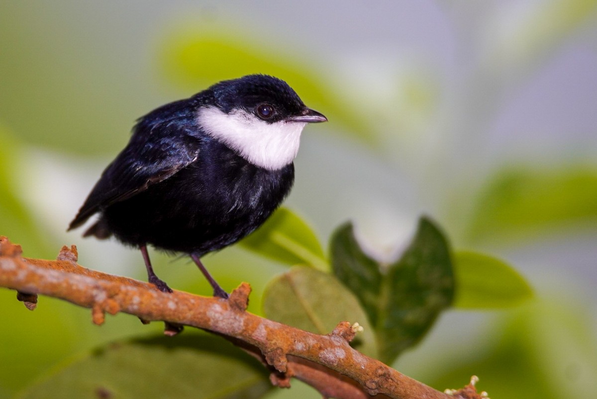 White-bibbed Manakin - javier  mesa